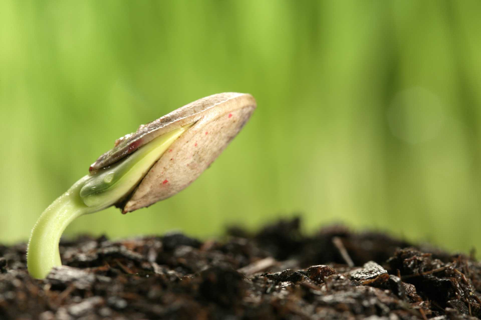 全日照條件的植物，通常具有以下特徵：葉片較厚實、葉色深綠、莖幹結實。